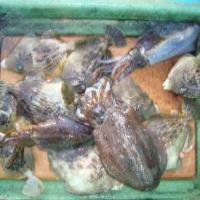 アジロボート釣果写真