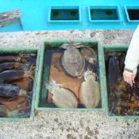 アジロボート釣果写真