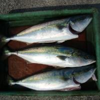 アジロボート釣果写真