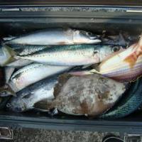 アジロボート釣果写真