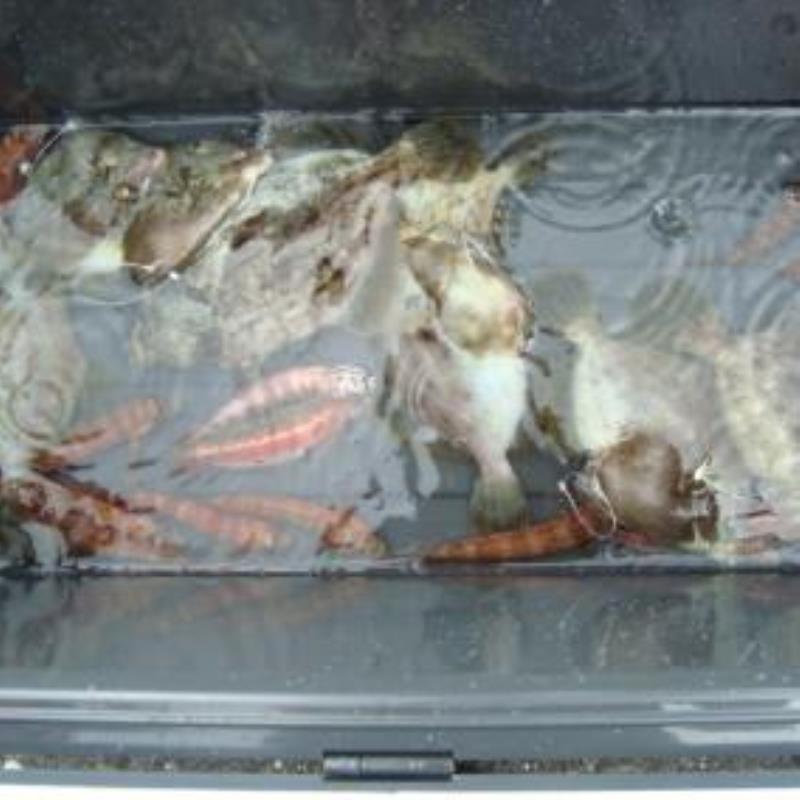 アジロボート釣果写真