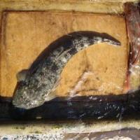 アジロボート釣果写真