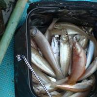 アジロボート釣果写真