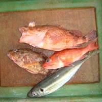 アジロボート釣果写真
