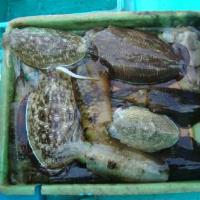アジロボート釣果写真