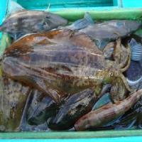 アジロボート釣果写真