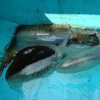 アジロボート釣果写真