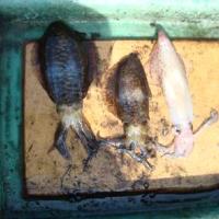 アジロボート釣果写真