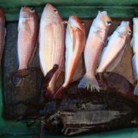 アジロボート釣果写真