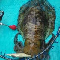 アジロボート釣果写真